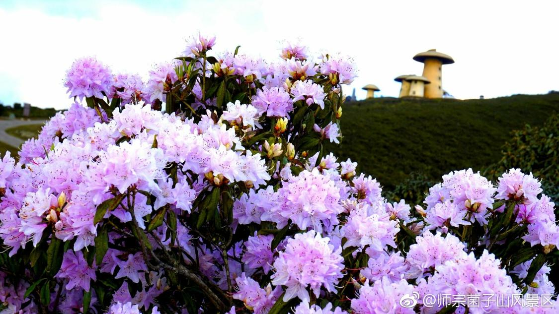 小红书点赞24小时服务平台